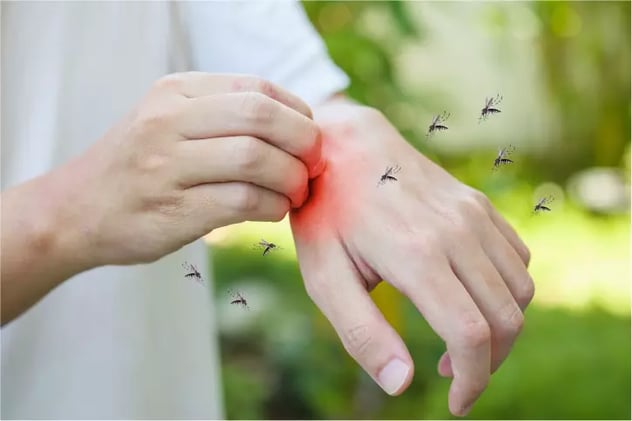 Dengue: signos, síntomas y recomendaciones para prevenirlo